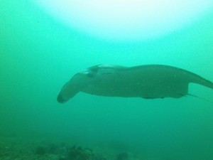 Tauchen mit Mantas
