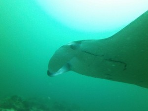 Tauchplatz Manta Bowl, Ticaoisland, Philippinen