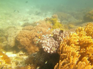 Tauchen in San Miguel, Ticaoisland