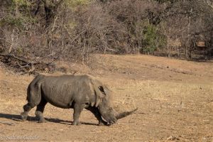 Auch ein Breitmaulnashorn kommt zum Schlammbad
