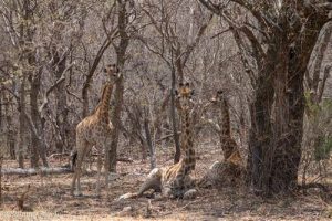 Giraffen zeigen ihre hervorragende Tarnung im dichten Busch des Marakele Nationalpark