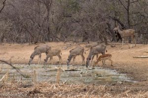 Kudus und Impala an der Wasserstelle
