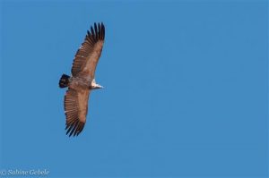 Der Marakele Nationalpark ist bekannt für seine Kapgeier 