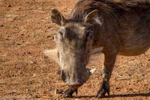 Warzenschweine und andere Tiere besuchen regelmässig den Campingplatz im Marakele Nationalpark