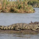 Botswana Chobe Nationalpark Nilkrokodil