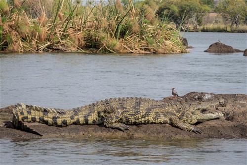 Im Chobe Nationalpark sonnt sich ein Nilkrokodil