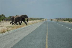 Nahe der Elephant Sands Lodge queren Elefanten die Hauptstrasse.