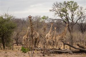 Eine Herde Giraffen beim Senyati Safari Camp, Botswana