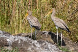 Nimmersatt Stoerche noch im jugendlichen Gefieder am Chobe Fluss in Botswana