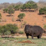 Chobe Nationalpark River Cruise Flusspferd
