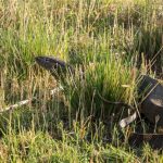 Chobe River Nationalpark Nilwaran