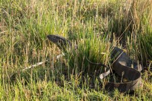 Ein Nilwaran sucht Beute im Ufer-Gras des Chobe River