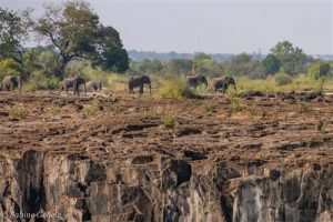 Elefanten ueberqueren die trockenen Bereiche des Sambesi