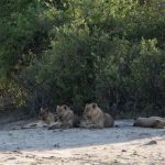 Loewenrudel Chobe Nationalpark Botswana