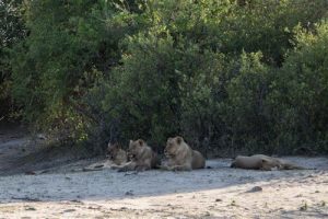 Loewen haben Beute gemacht und ruhen am Ufer des Chobe River