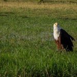 Schreiseeadler Chobe Nationalpark