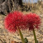 Blutblumen bei Main Camp Hwange