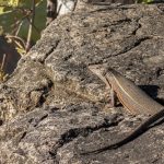 Eidechse im Hwange National Park