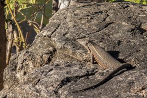 Eine Eidechse sonnt sich auf den Felsen am Mandavu Dam