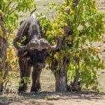 Hwange National Park Bueffelbulle