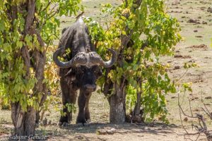 Ein Bueffelbulle kreuzt unseren Weg im Hwange National Park