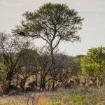 Hwange National Park Loewenrudel