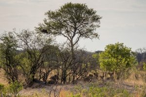 Eines von Hwanges grossen Loewenrudeln 