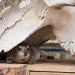 Klippschliefer Hwange National Park