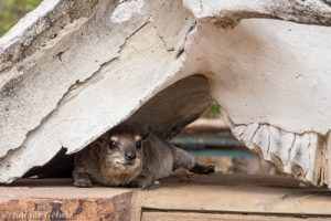 Ein Klippschliefer hat einen gemuetlichen Platz am Mandavu Dam gefunden
