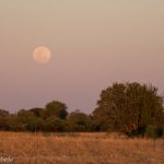 Mondaufgang in Hwange