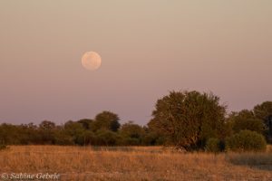 Der volle Mond geht auf ueber dem Grasland von Hwange