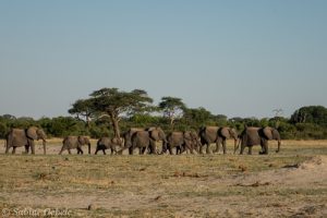 Eine Elefantenherde bei Hwanges Nyamandhlovu Wasserloch 