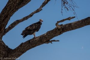 Ein seltener Wollkopfgeier im Hwange National Park