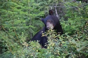 Schwarzbär im Wells Gray Provincial Park