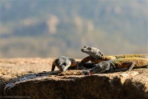 Eidechsen im Matobo Game Park trinken unser Wasser.