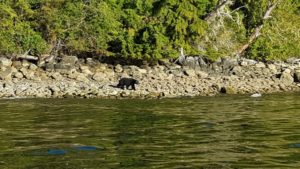 Tofino Bär