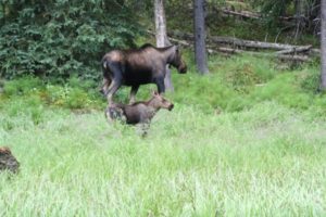 Elchkuh mit Kind am Lake Moose