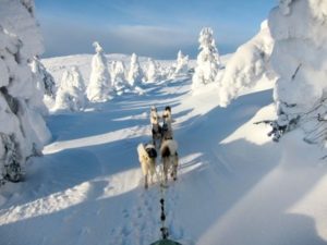 Singlereise Lappland Husky Tour