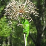 Wandern in den grünen Usambarabergen