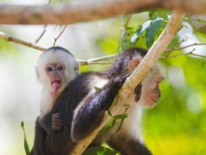 Singe Urlaub mit Weissschulterkapuzineraffe