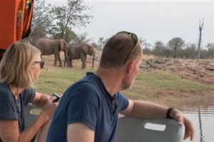 Elefanten am Lake Kariba, Simbabwe