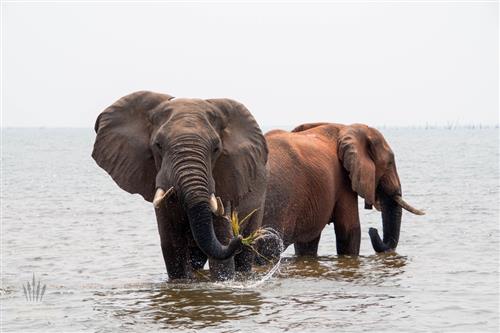 Elefantenbullen im Karibasee Simbabwe