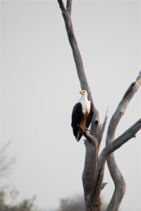Matusadona Nationalpark, Lake Kariba, Schreiseeadler