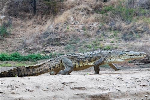 matusadona nationalpark simbabwe sanyati schlucht