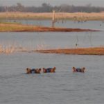 Der Matusadona Nationalpark in Simbabwe – Hausboot-Erlebnis
