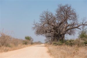 Markanter Baobab-Baum an der Piste in den Mana Pools Nationalpark