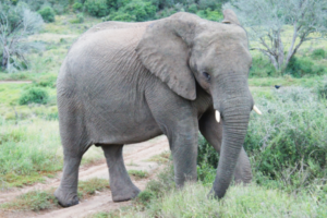 Elefant im Nationalpark in Südafrika