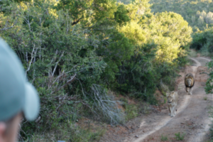 Löwen-Sichtung während einer Safari in Südafrika
