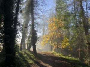 Misty forest on a track of the Camino portugues