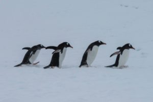 Pinguine in der Antarktis